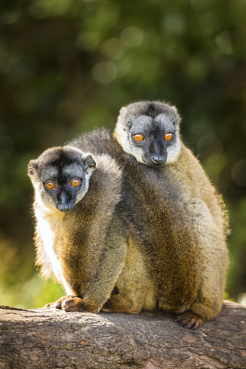 #150191-1 - Red Fronted Brown Lemurs (Eulemur rufifrons), Madagascar