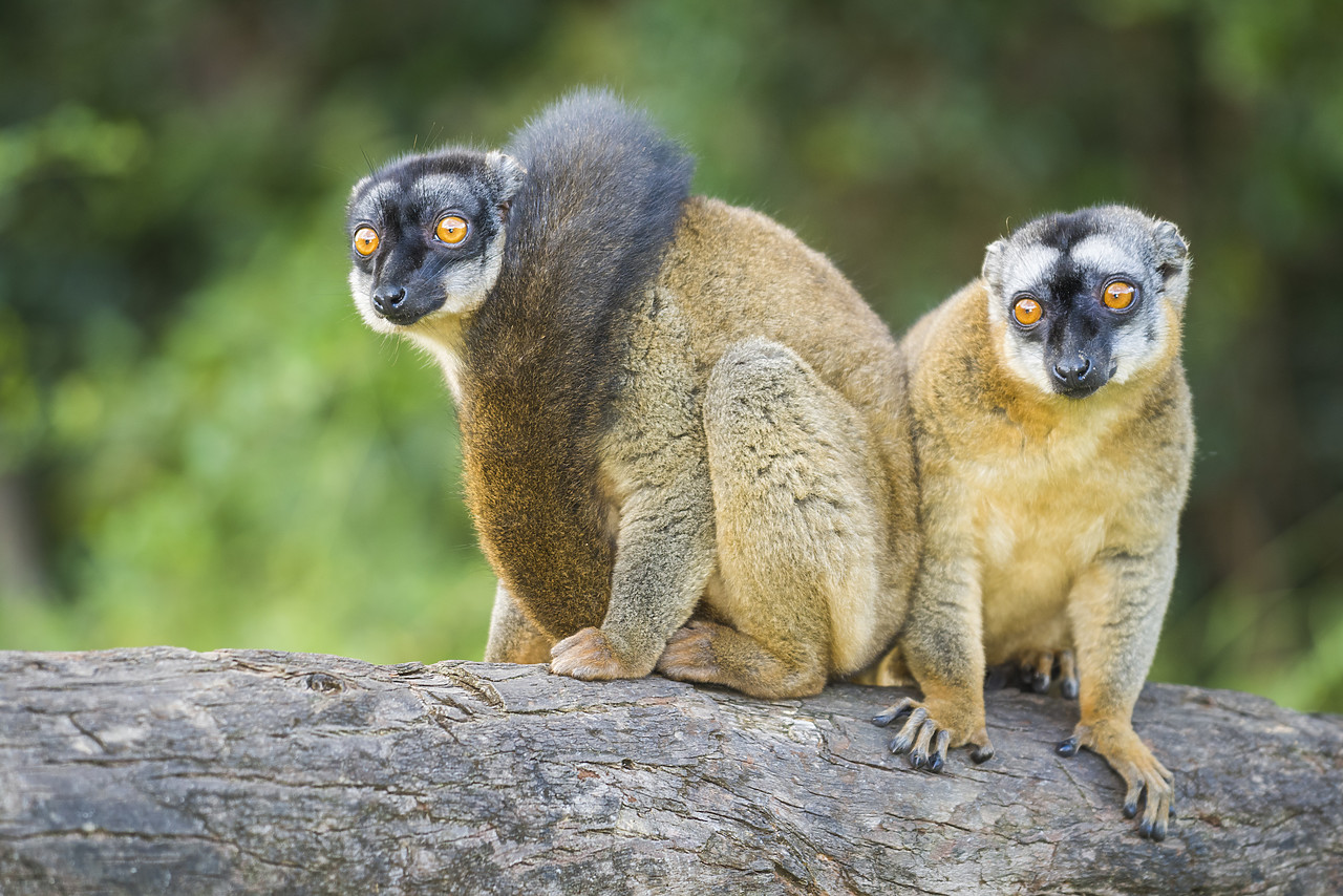 #150192-1 - Red Fronted Brown Lemurs (Eulemur rufifrons), Madagascar