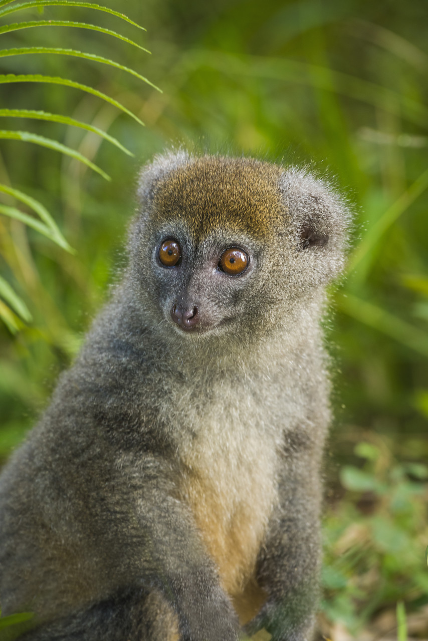 #150193-1 - Eastern Grey Bamboo Lemur (Hapalemur griseus), Madagascar