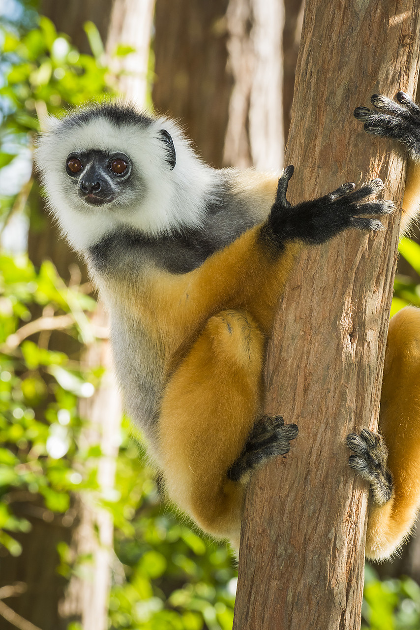 #150194-1 - Diademed Sifaka Lemur (Propithecus diadema), Madagascar