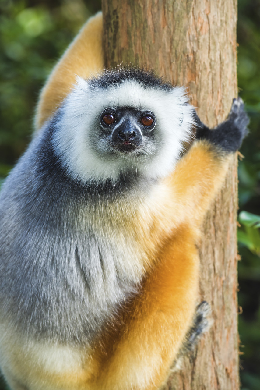 #150195-1 - Diademed Sifaka Lemur (Propithecus diadema), Madagascar