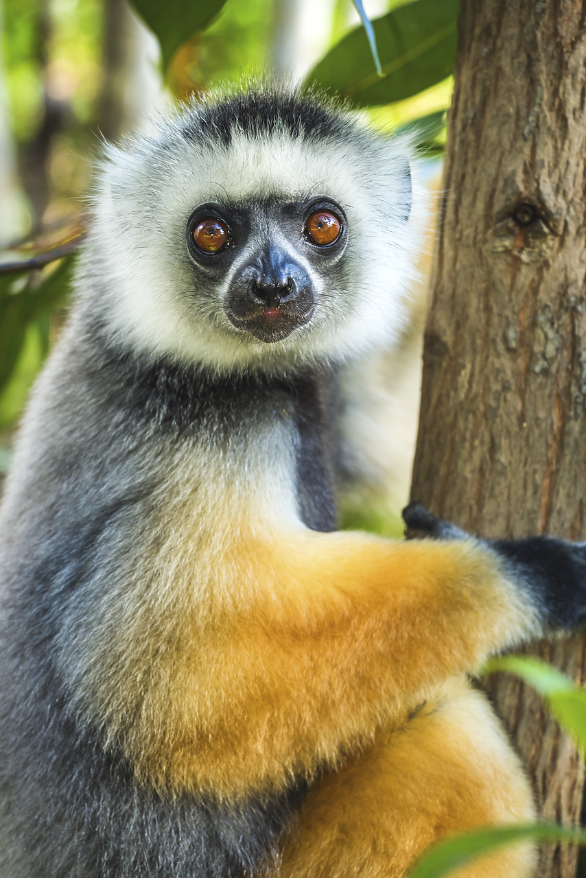 #150196-1 - Diademed Sifaka Lemur (Propithecus diadema), Madagascar