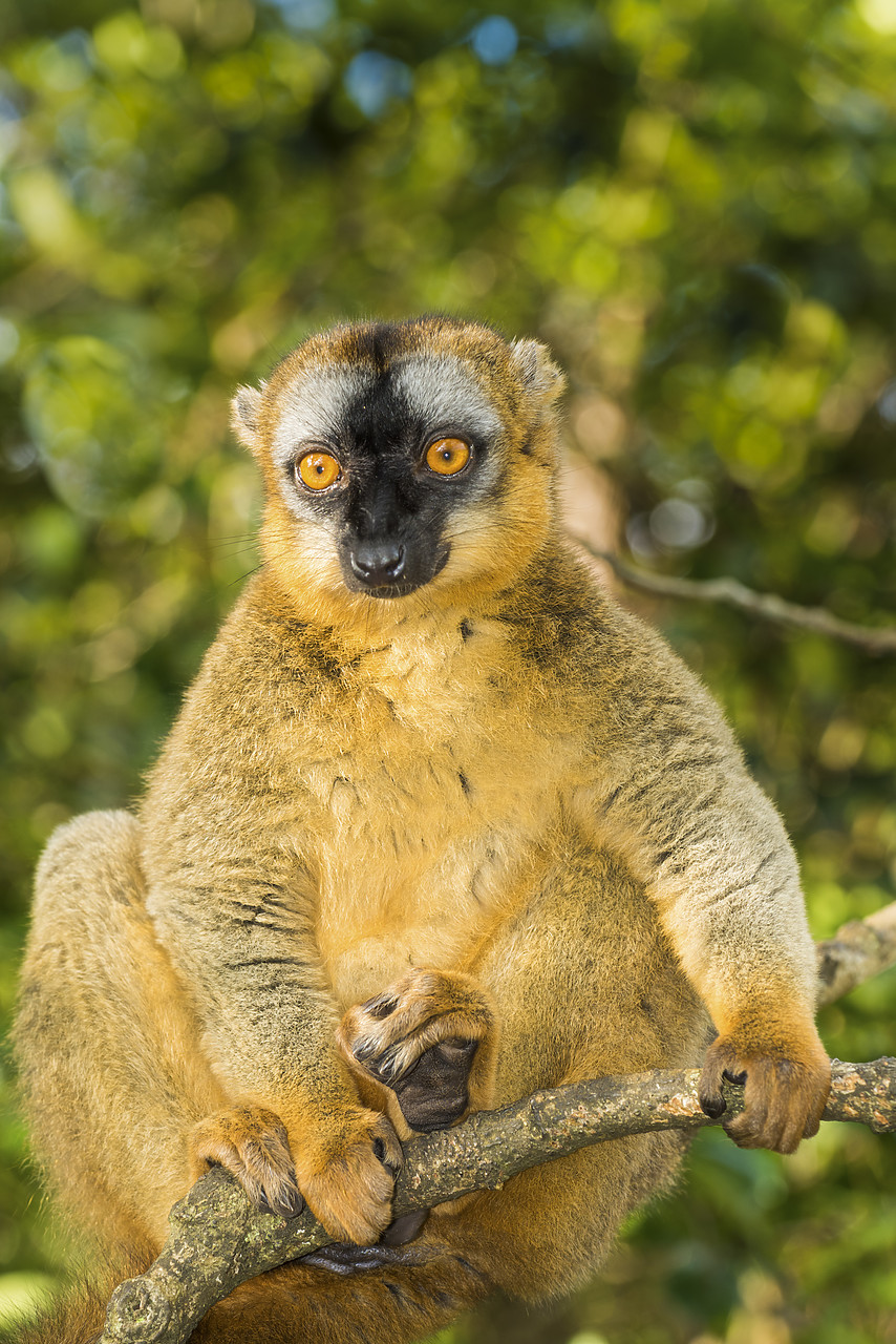 #150197-1 - Red Fronted Brown Lemurs (Eulemur rufifrons), Madagascar