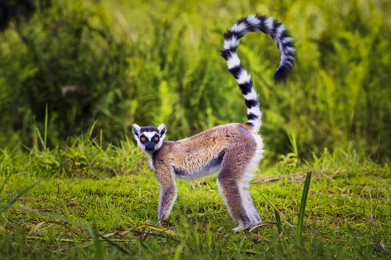 #150198-1 - Ring-tailed lemur (Lemur catta), Madagascar