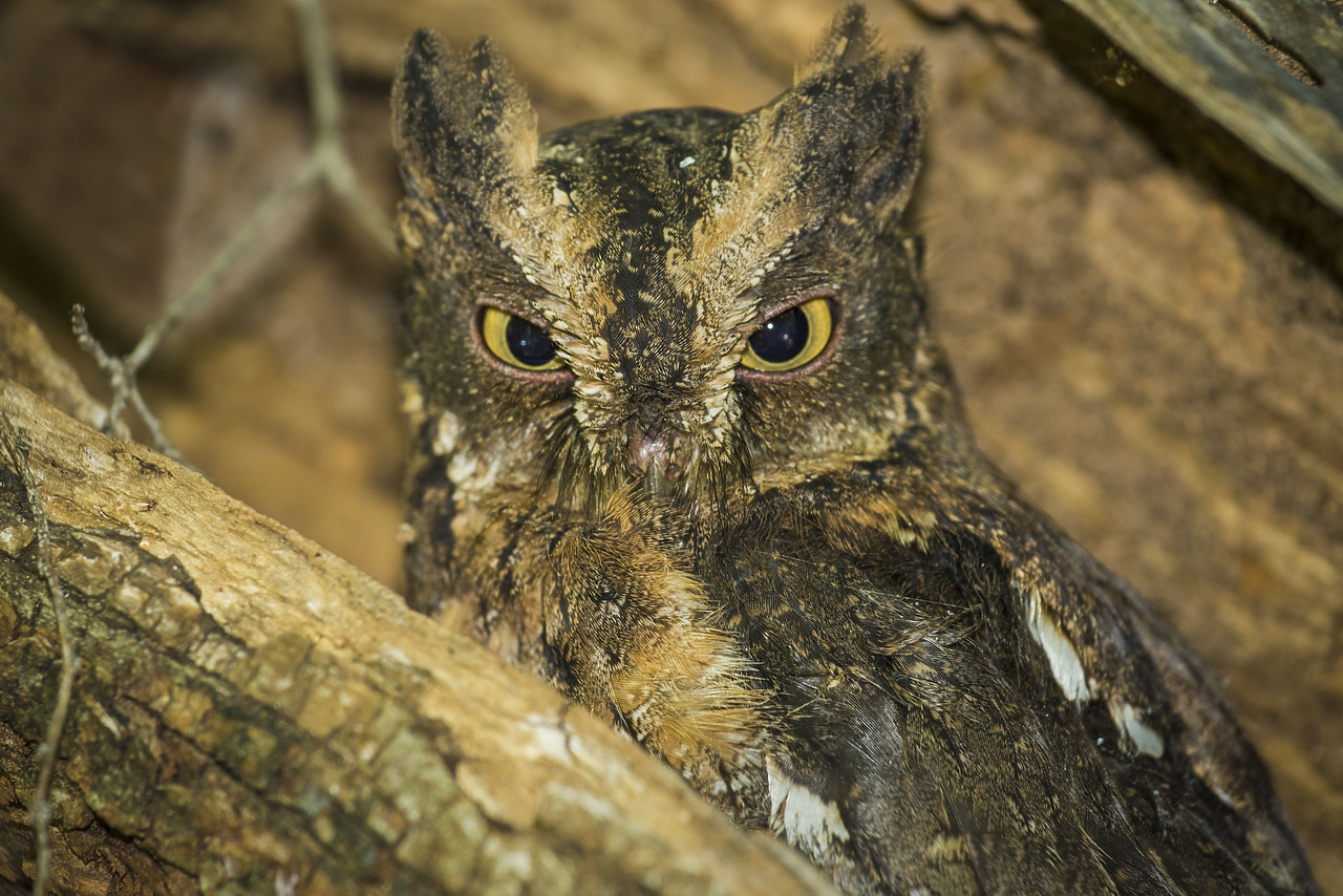 #150199-1 - Malagasy Scops Owl (Otus rutilus), Madagascar