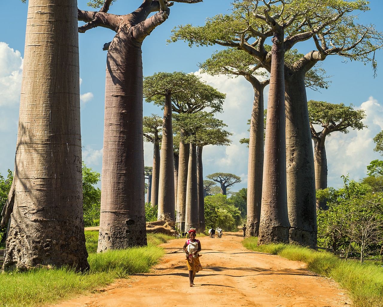 #150200-1 - Avenue of the Baobabs (UNESCO World Heritage site), Madagascar