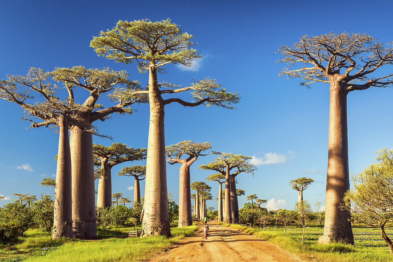 #150201-1 - Avenue of the Baobabs (UNESCO World Heritage site), Madagascar