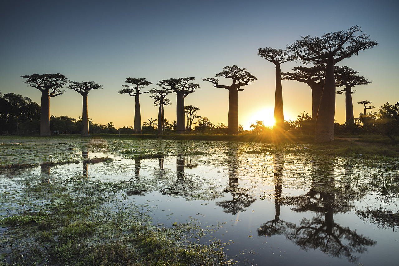 #150203-1 - Baobab Trees at Sunset (UNESCO World Heritage site), Madagascar