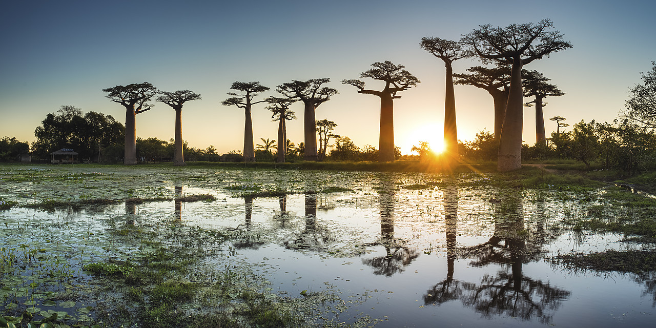 #150203-2 - Baobab Trees at Sunset (UNESCO World Heritage site), Madagascar