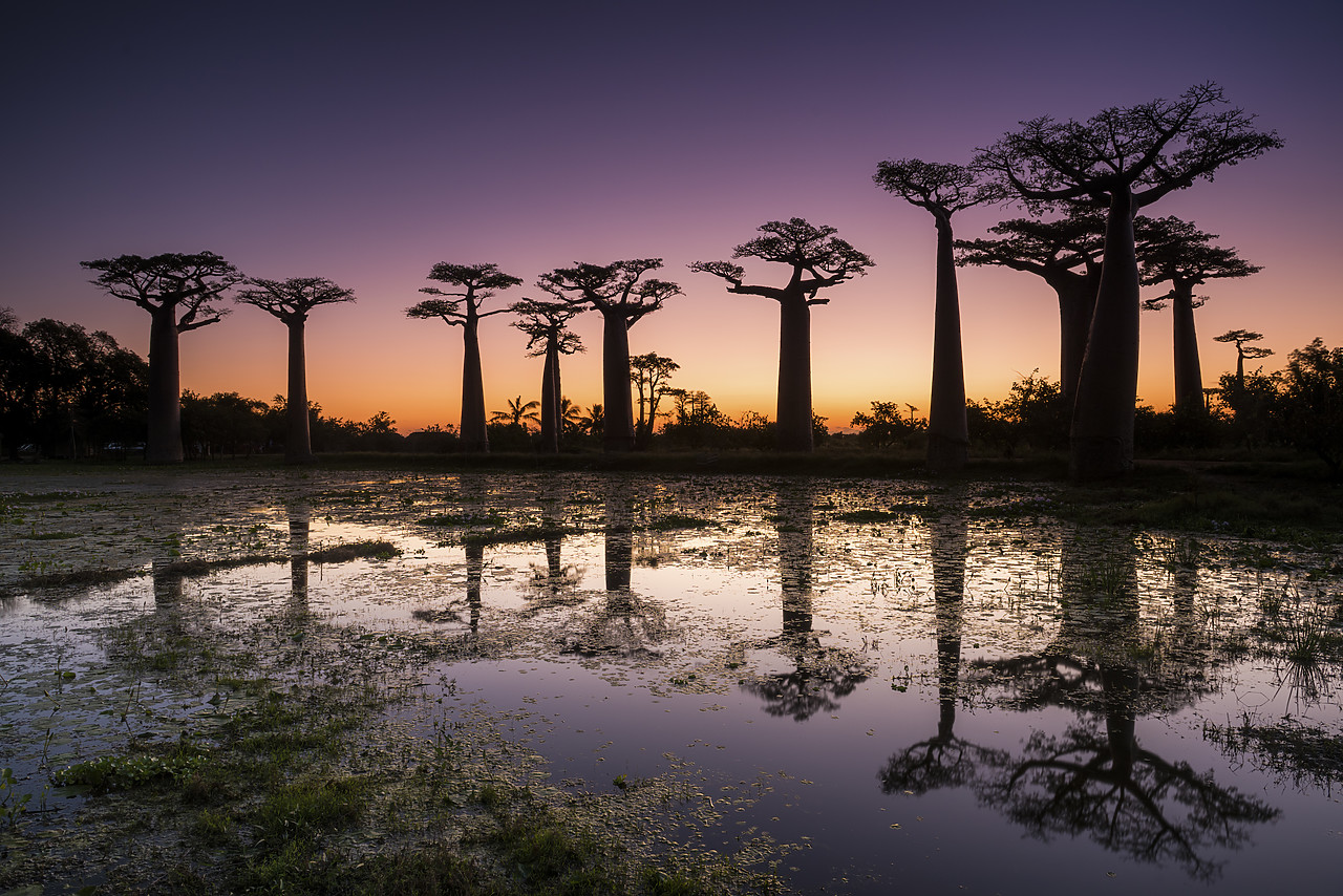 #150204-1 - Baobab Trees at Sunset (UNESCO World Heritage site) , Madagascar