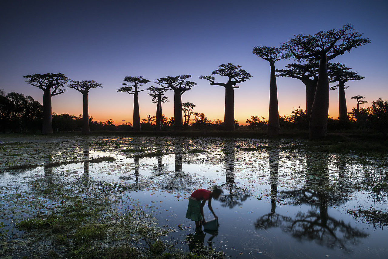 #150205-1 - Girl Gathering Water with Baobab Trees at Sunset (UNESCO World Heritage site), Madagascar