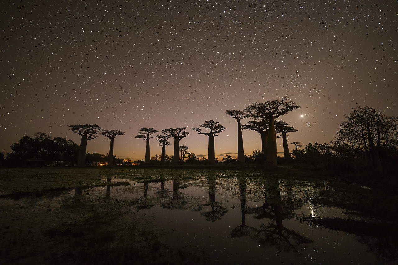 #150206-1 - Star-filled Sky over Baobab Trees, (UNESCO World Heritage site), Madagascar