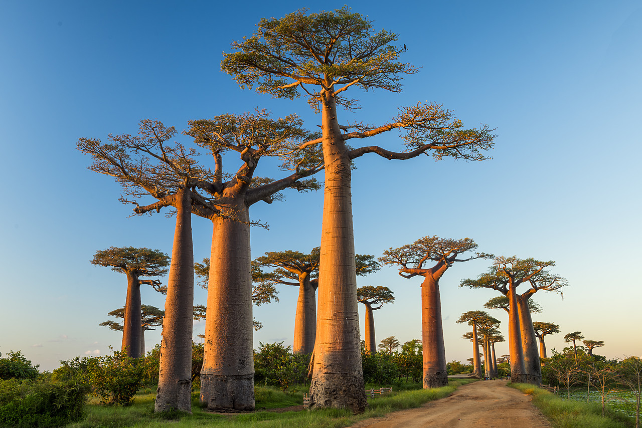 #150207-1 - Avenue of the Baobabs (UNESCO World Heritage site), Madagascar