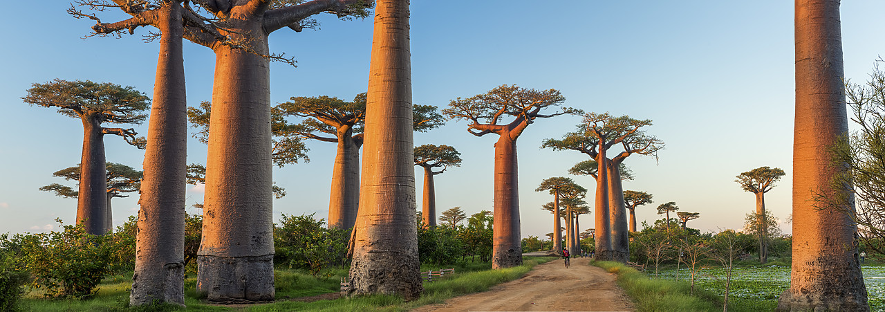 #150207-2 - Avenue of the Baobabs (UNESCO World Heritage site), Madagascar