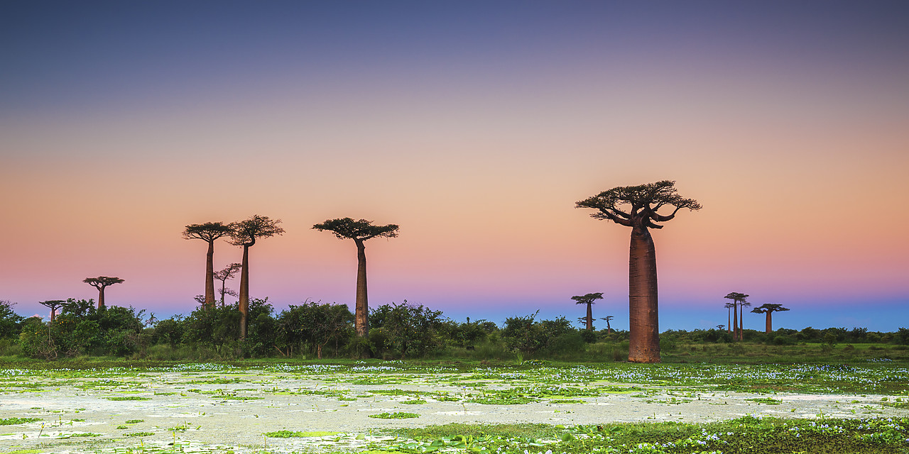 #150208-1 - Baobab Trees at Dusk (UNESCO World Heritage site), Madgascar