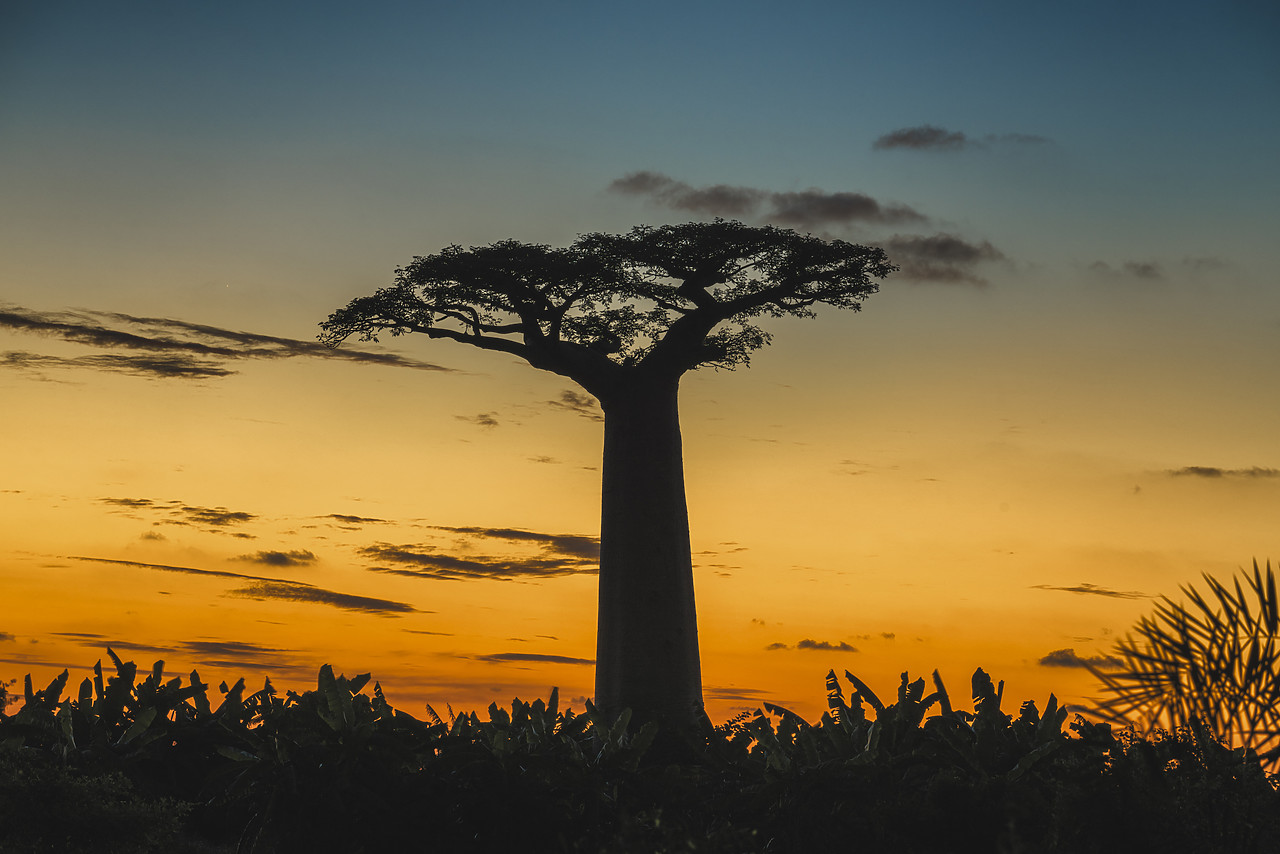 #150210-1 - Baobab Tree at Dusk (UNESCO World Heritage site), Madgascar