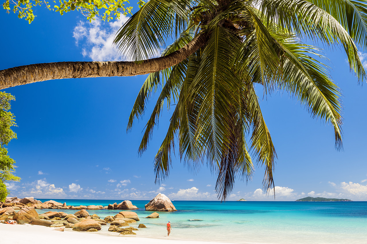 #150217-1 - Palm Tree over Anse Lazio Beach, Praslin, Seychelles