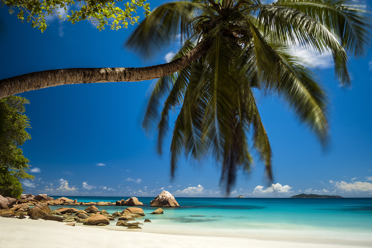 #150218-1 - Palm Tree over Anse Lazio Beach, Praslin, Seychelles
