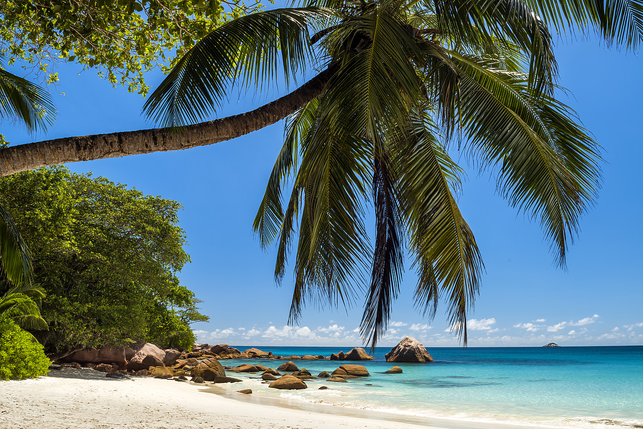 #150219-1 - Palm Tree over Anse Lazio Beach, Praslin, Seychelles