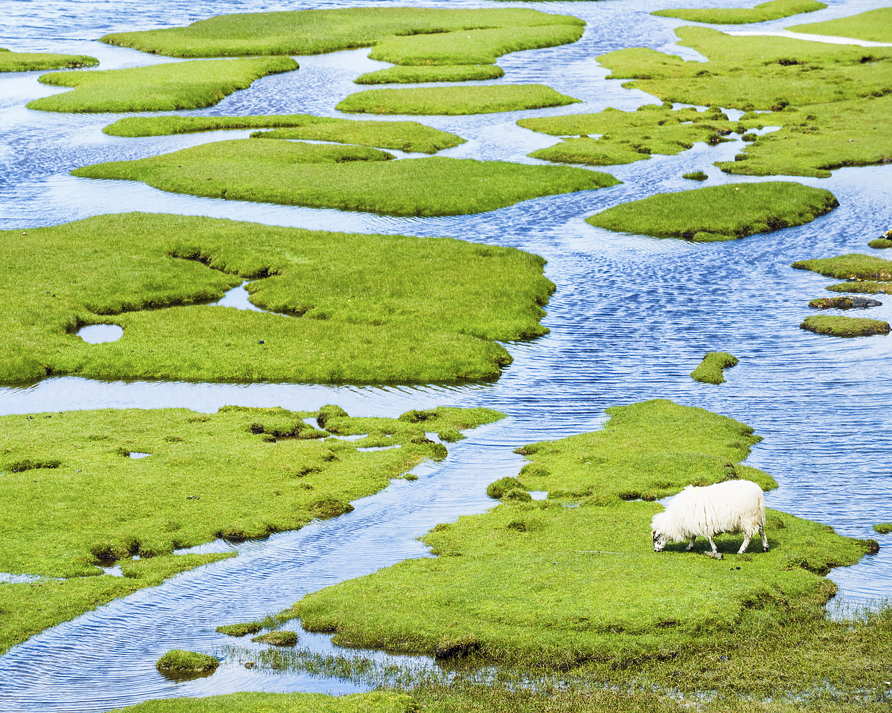 #150371-1 - Sheep Grazing on Salt Marsh, Isle of Harris, Outer Hebrides, Scotland