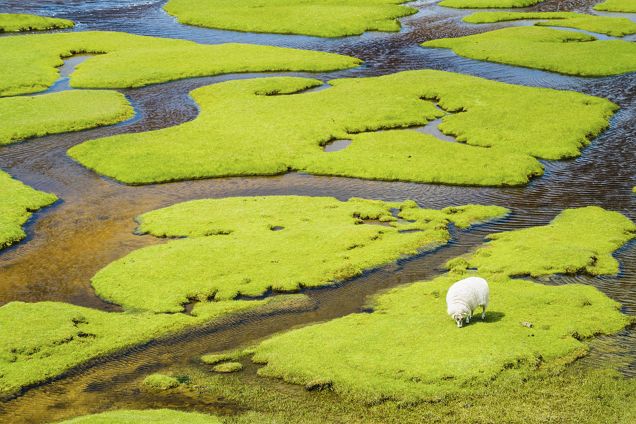#150372-1 - Sheep Grazing on Salt Marsh, Isle of Harris, Outer Hebrides, Scotland