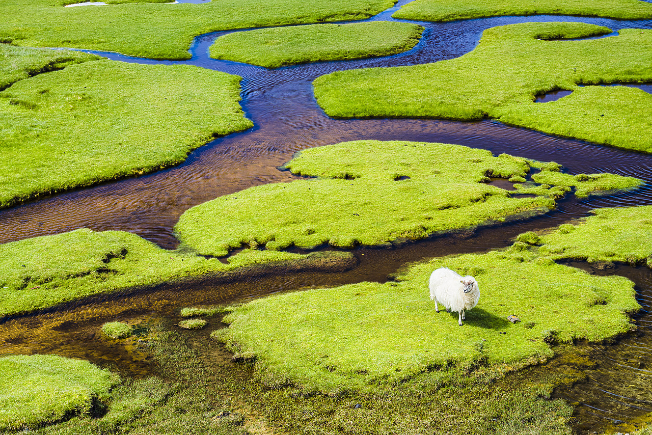 #150373-1 - Sheep Grazing on Salt Marsh, Isle of Harris, Outer Hebrides, Scotland