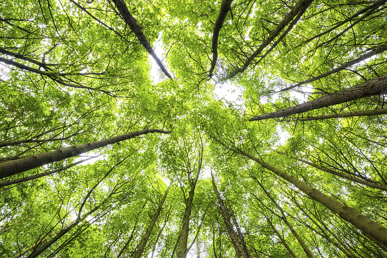 #150403-1 - Towering Trees, Peak District National Park, Derbyshire, England