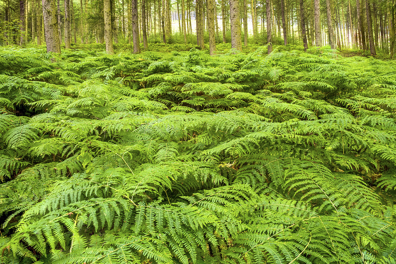 #150404-1 - Bracken & Pine Trees, Peak District National Park, Derbyshire, England