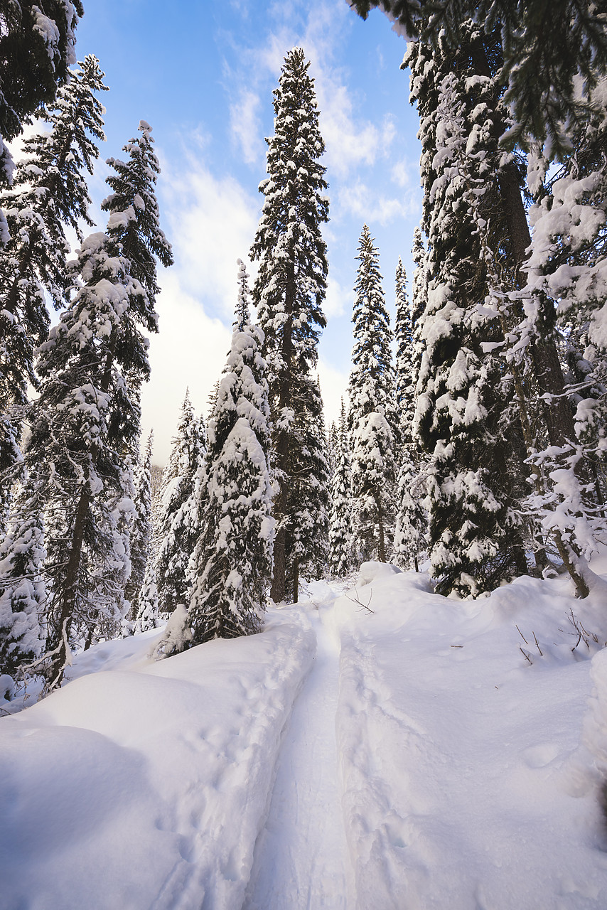 #150551-1 - Path through Snow-covered Pine Trees, Yoho National Park, British Columbia, Canada