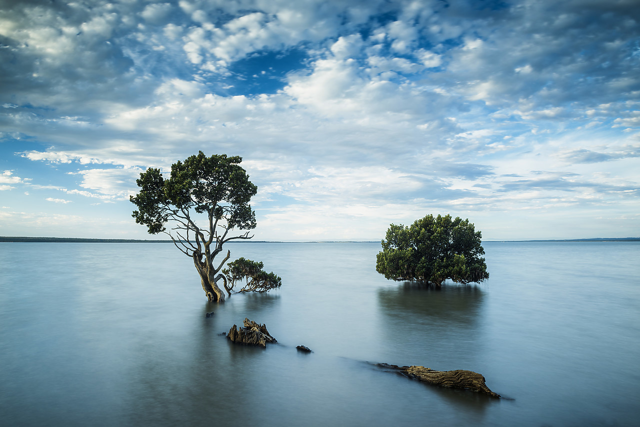 #160064-1 - Mangrove Trees, Tenby Point, Victoria, Australia