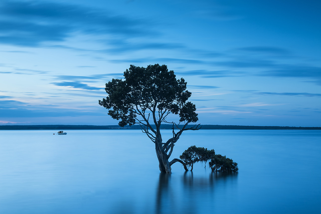 #160065-1 - Mangrove Tree, Tenby Point, Victoria, Australia