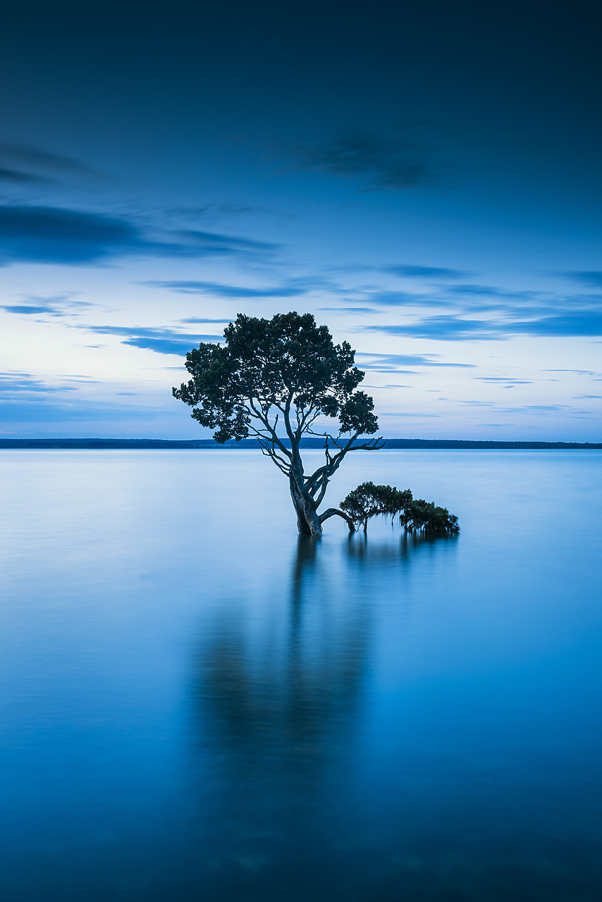 #160065-2 - Mangrove Tree, Tenby Point, Victoria, Australia