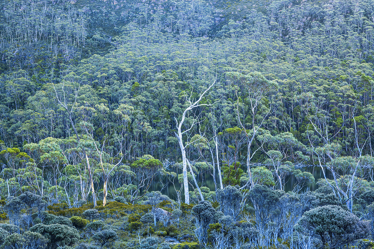 #160068-1 - Eucalyptus Trees, Mt. Field National Park, Tasmania