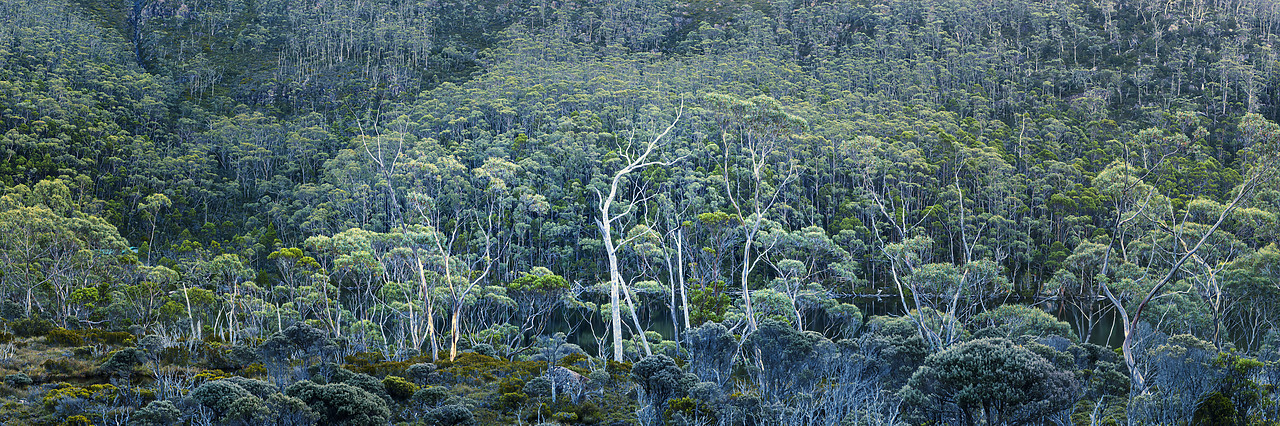 #160068-2 - Eucalyptus Trees, Mt. Field National Park, Tasmania