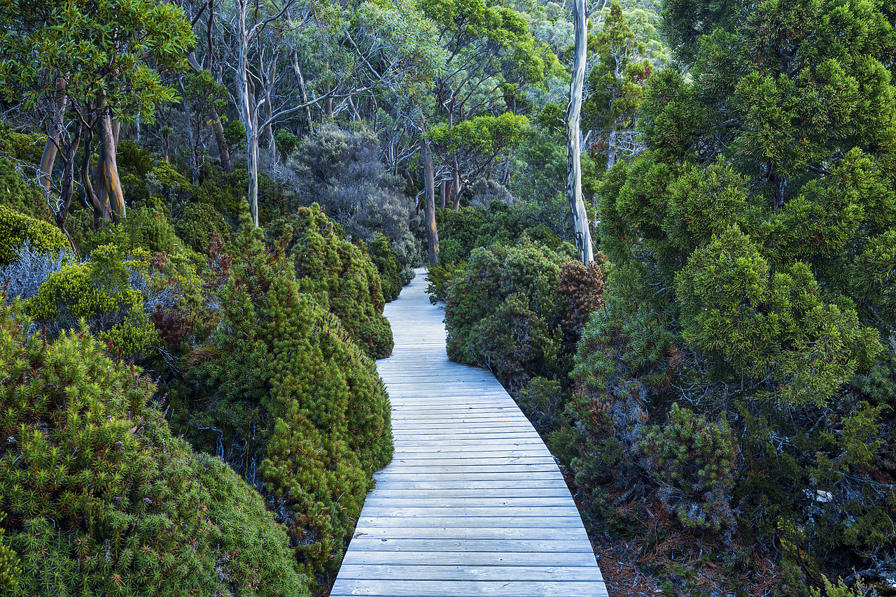 #160069-1 - Boardwalk Through Forest, Mt. Field National Park, Tasmania