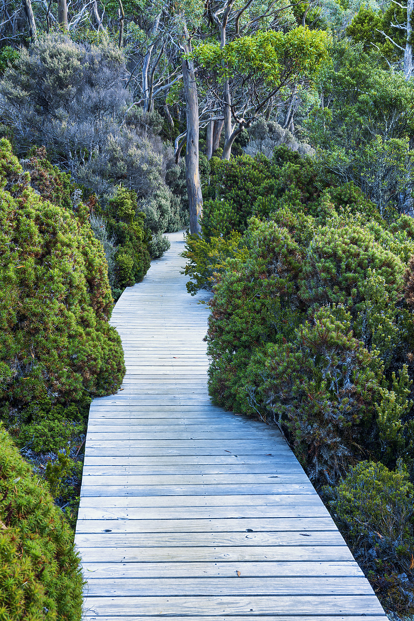 #160069-2 - Boardwalk Through Forest, Mt. Field National Park, Tasmania