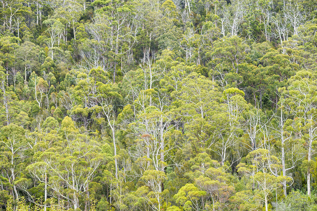 #160100-1 - Eucalyptus Forest, Hamilton Island, Whitsunday Islands, Australia