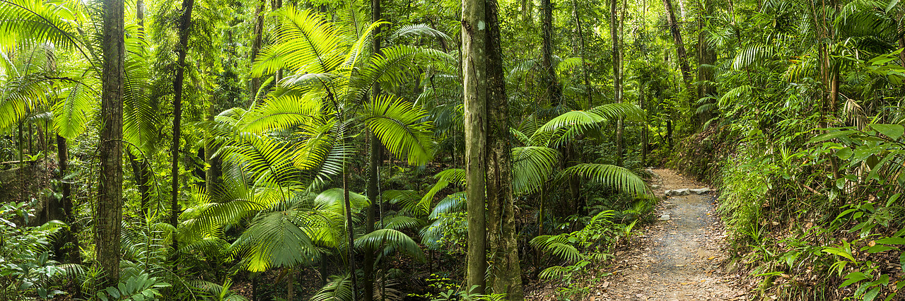 #160101-1 - Footpath Through Tropical Forest, Eungella National Park, Queensland, Australia