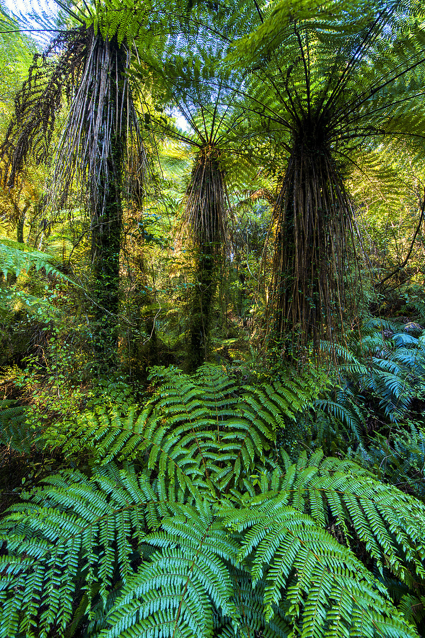 #160176-1 - Tree Ferns (Dicksonia squarrosa), New Zealand