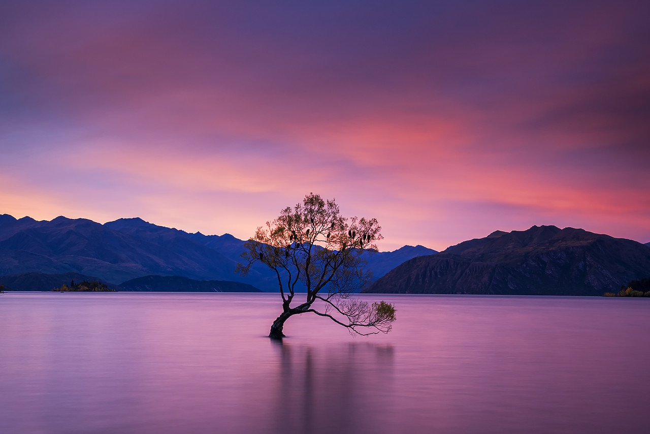 #160184-1 - Wanaka Tree at Sunset, Lake Wanaka, New Zealand