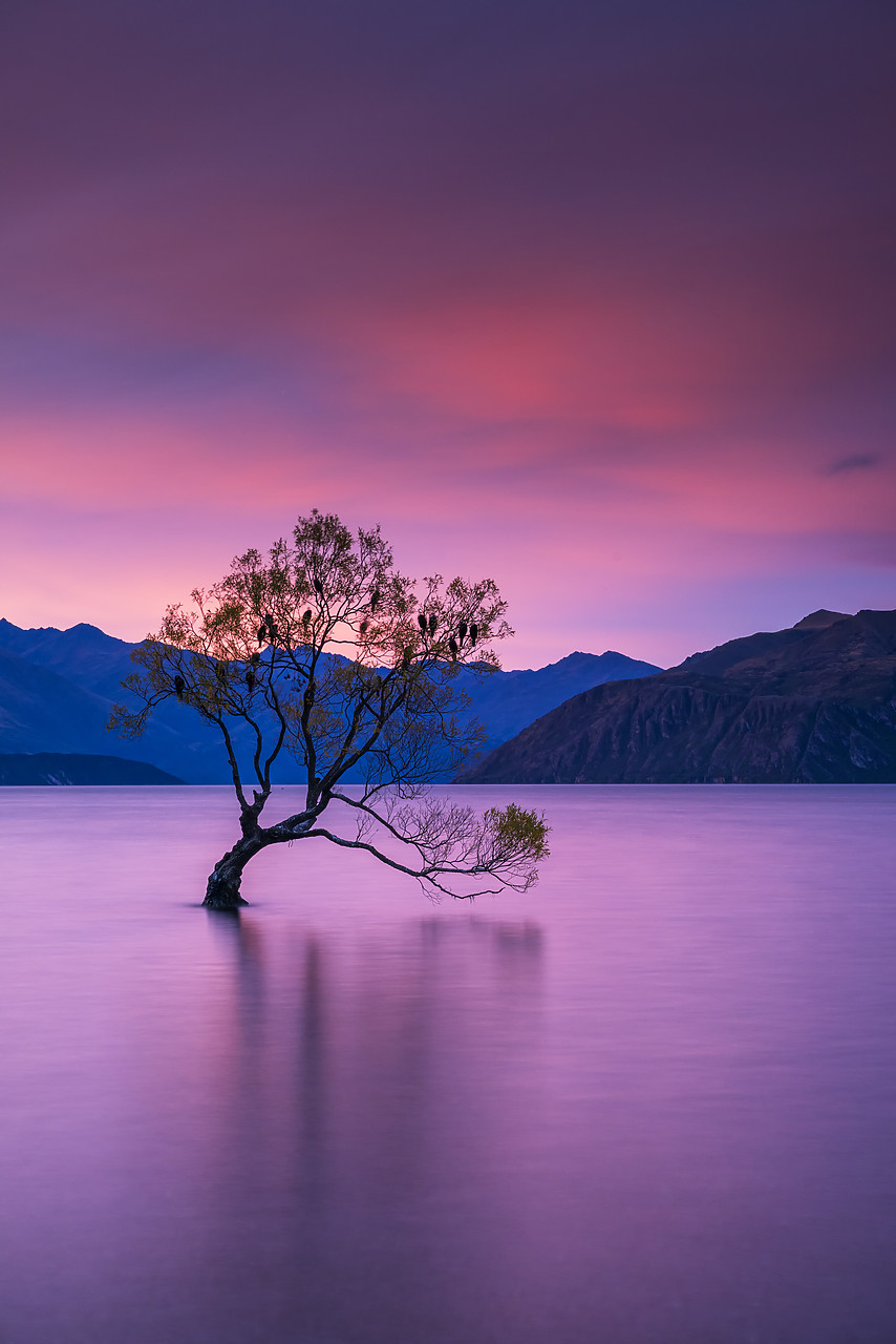 #160184-2 - Wanaka Tree at Sunset, Lake Wanaka, New Zealand