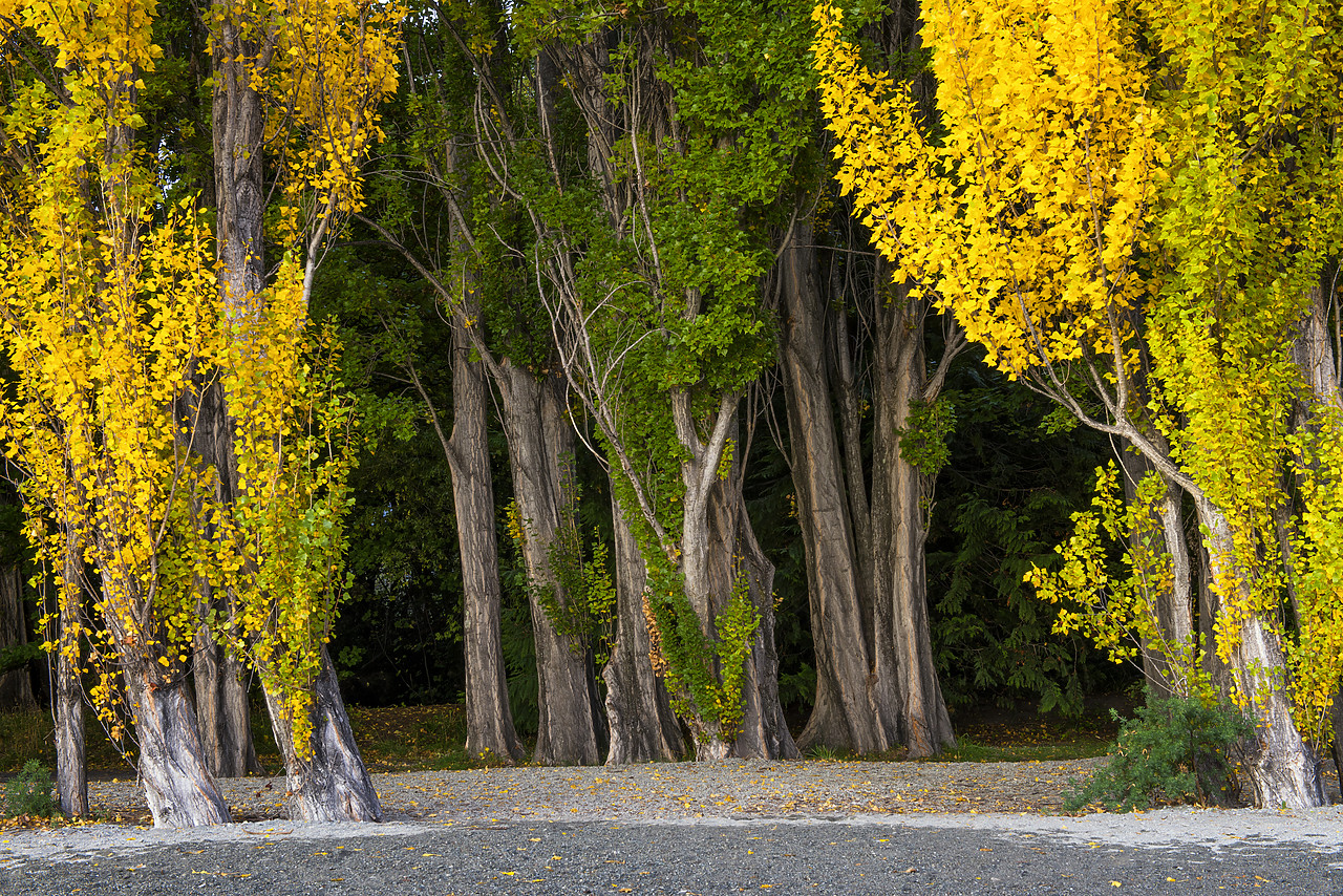 #160185-1 - Poplar Trees in Autumn, Lake Wanaka, New Zealand