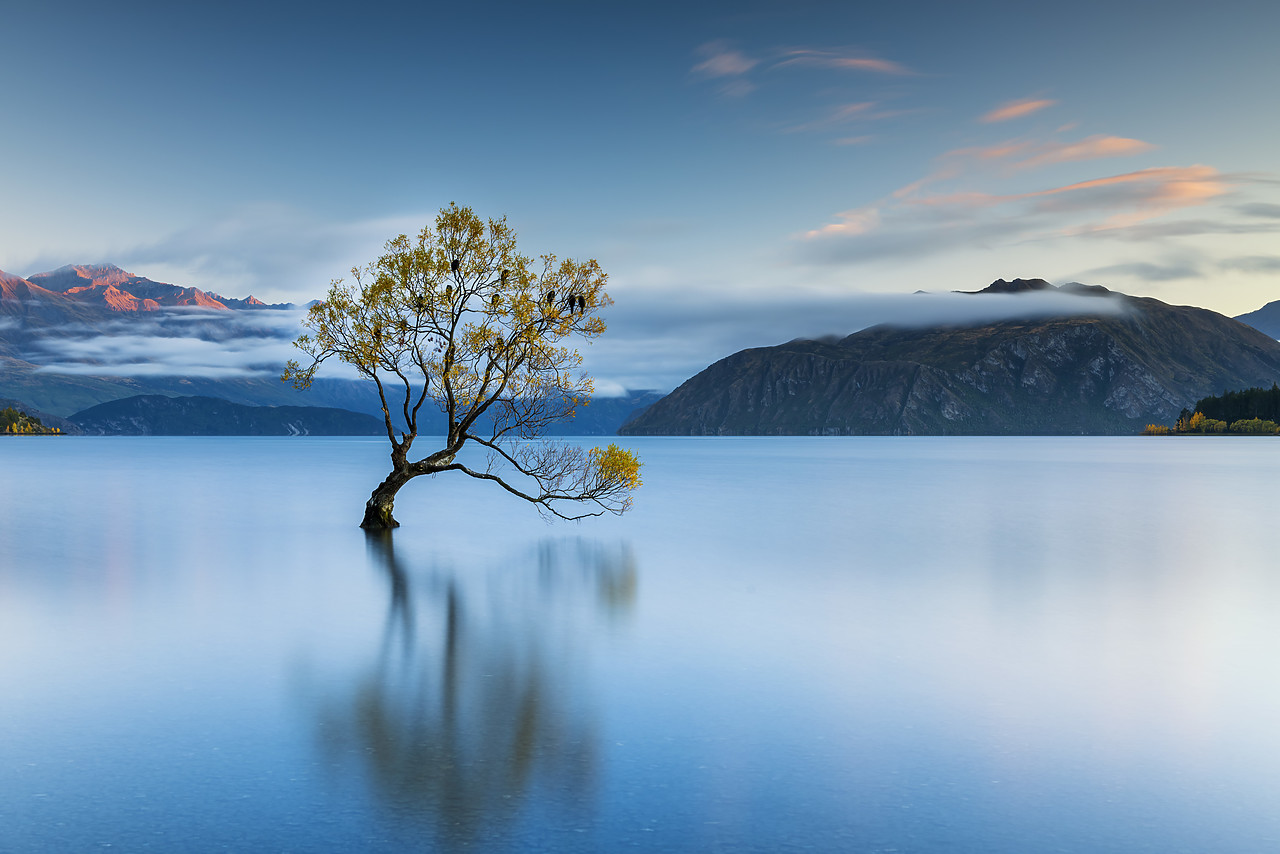 #160186-1 - Wanaka Tree Reflections, Lake Wanaka, New Zealand