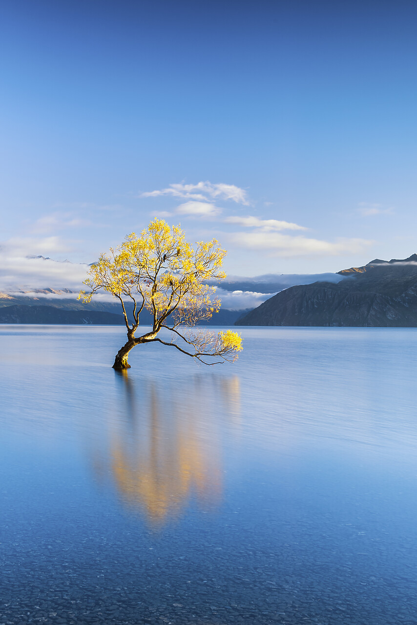 #160187-2 - Wanaka Tree Reflections, Lake Wanaka, New Zealand