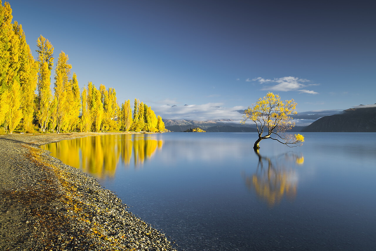 #160188-1 - Wanaka Tree Reflections, Lake Wanaka, New Zealand