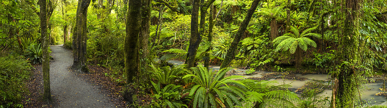 #160208-1 - Path Through Tropical Rain Forest, The Catlins, New Zealand