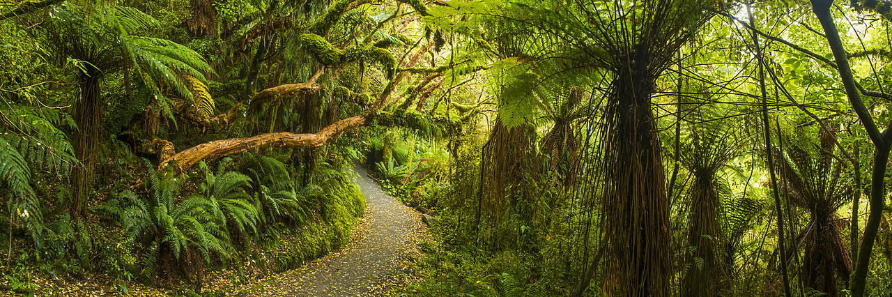 #160211-1 - Path Through Tropical Rainforest, The Catlins, New Zealand