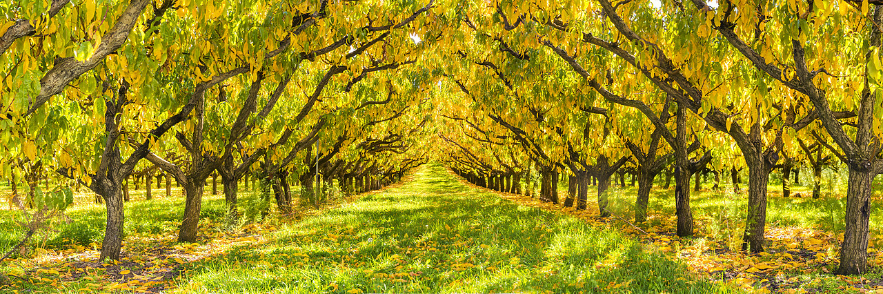 #160221-1 - Apricot Trees in Autumn, Cromwell, New Zealand