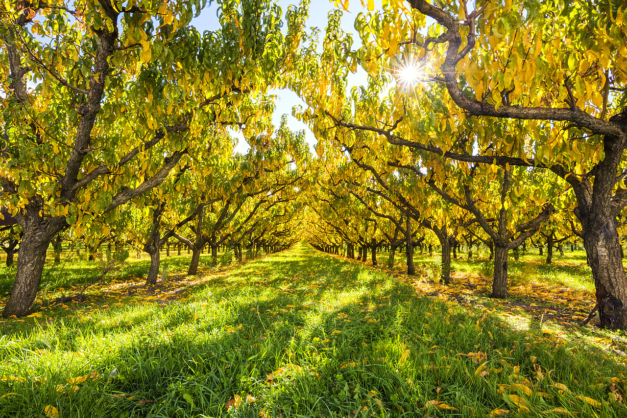 #160222-1 - Apricot Trees in Autumn, Cromwell, New Zealand