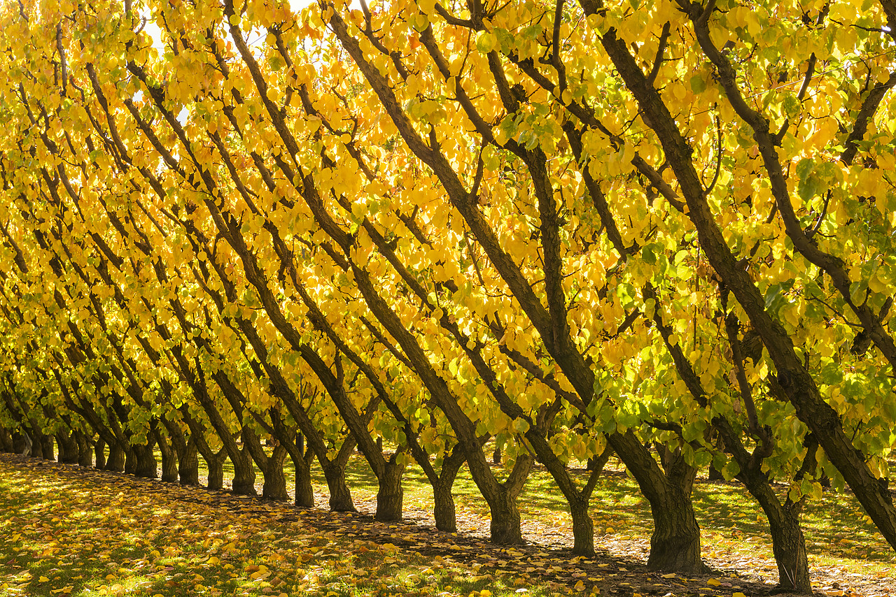 #160223-1 - Apricot Trees in Autumn, Cromwell, New Zealand